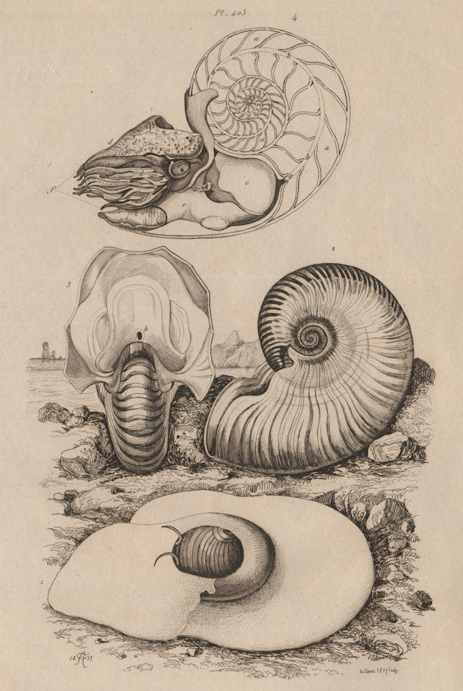 MOLLUSCS. Natice (Euspira catena). Nautile (Nautilus) 1834 old antique print